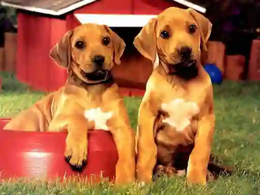 Puppy Pairs Puzzle — безкоштовна онлайн гра