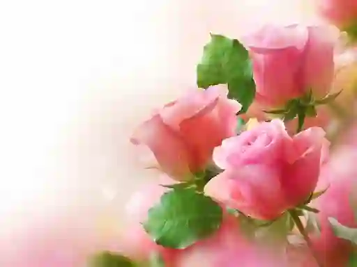 Pink Roses — безкоштовна онлайн гра