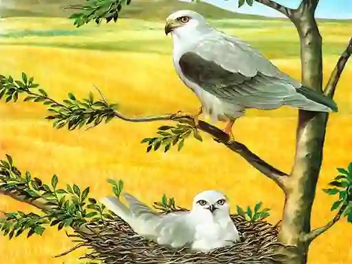 Birds Of Prey Puzzle — безкоштовна онлайн гра