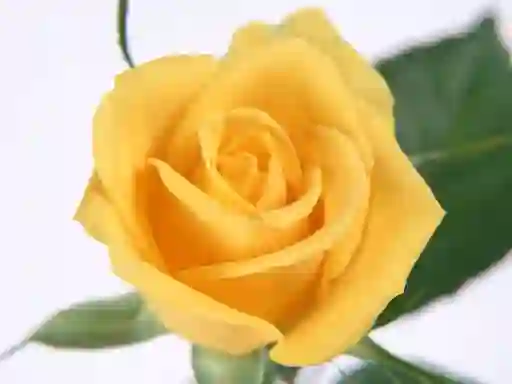 Yellow Roses — безкоштовна онлайн гра