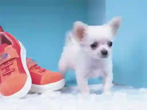 Lovely Puppy Puzzle — безкоштовна онлайн гра