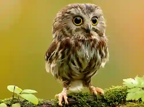 Animal Hidden Stars — безкоштовна онлайн гра