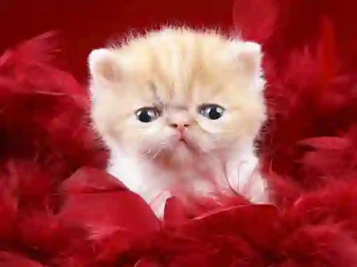 Funny Kitty — безкоштовна онлайн гра
