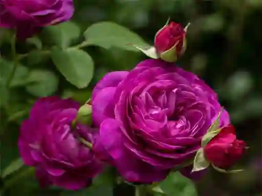 Purple Roses — безкоштовна онлайн гра