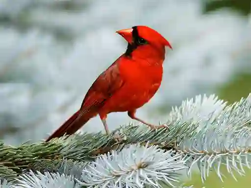 Birds Puzzle — безкоштовна онлайн гра