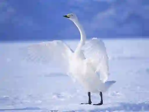 Graceful Swans — безкоштовна онлайн гра