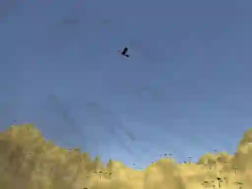 Toucan Shooter — безкоштовна онлайн гра