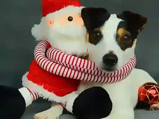 Funny Christmas Dogs — безкоштовна онлайн гра