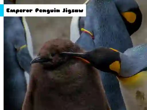 Emperor Penguin Jigsaw — безкоштовна онлайн гра