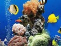 Гра Море Підводна різниця  онлайн