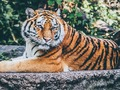 Гра Джагі Пазл  онлайн