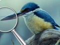 Гра Птахи 5 відмінностей  онлайн