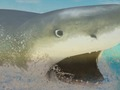 Гра La Shark онлайн